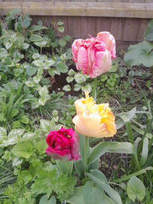 flowers